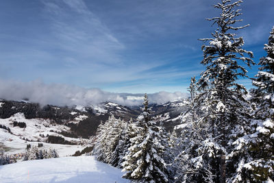 Snow covered pine trees against sky