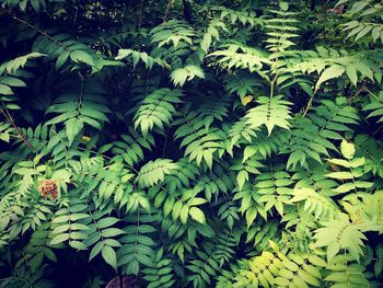 Green plants