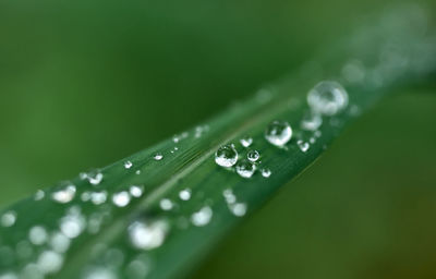 Close-up of water drops on leaf