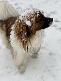 First time in the snow...