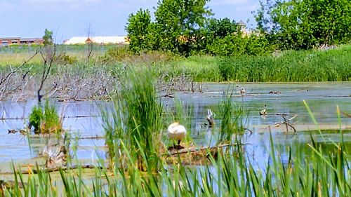 Swans swimming in lake against sky
