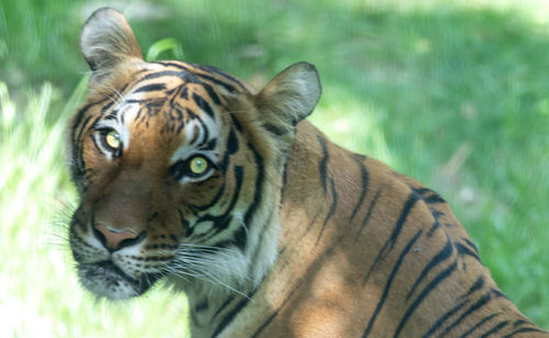 Close-up of a tiger