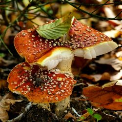 Close-up of fly agaric mushroom on field