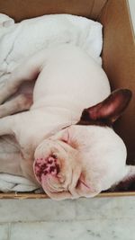 Close-up of dog sleeping