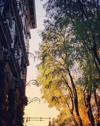 Low angle view of trees and buildings against sky