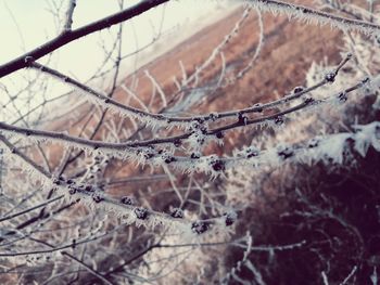 Close-up of frozen bare tree branches during winter