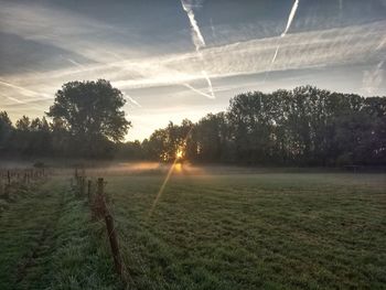 Trees on field against sky