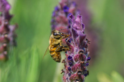 Close-up of bee pollinating on purple flower