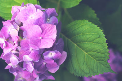 Close-up of pink hydrangea flowers