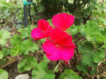 Close-up of pink flower