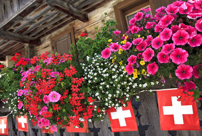 Low angle view of pink flowering plants on building