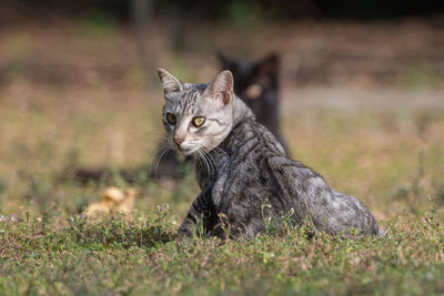 Portrait of cat sitting on field