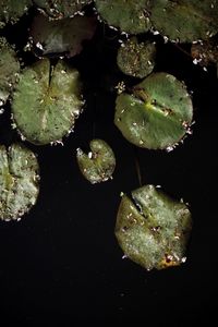 High angle view of leaves floating on water