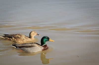 Duck swimming in lake