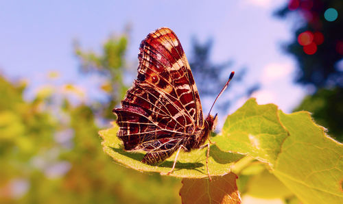 Close-up of butterfly pollinating flower