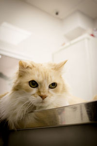 Close-up portrait of white cat at home