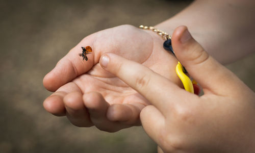 Hands of a girl with a flying ladybug in the park.