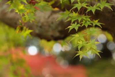 Close-up of green leaves