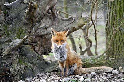 Fox standing on tree