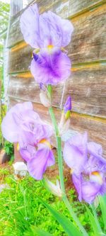 Close-up of purple crocus blooming outdoors