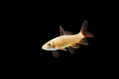 Close-up of fish underwater