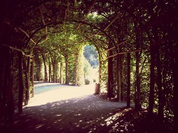 Road passing through trees