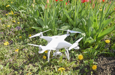 High angle view of white flowers on field