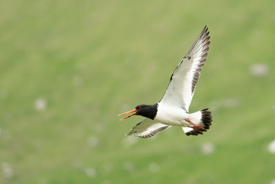 Close-up of bird flying against blurred background