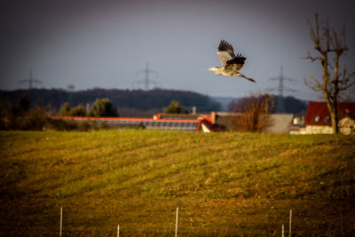 Bird flying over field against sky