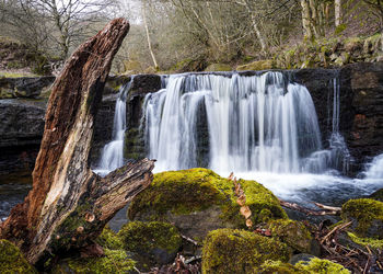 Scenic view of waterfall in forest