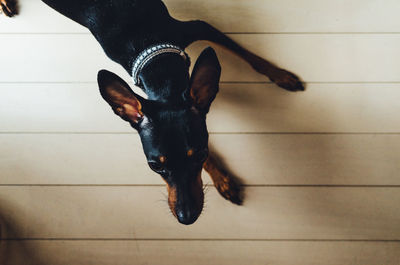 High angle view of dog on hardwood floor at home