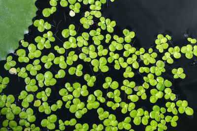 High angle view of plant leaves in lake
