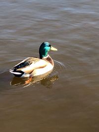 Duck swimming in a lake