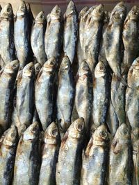 Close-up of fish for sale in market