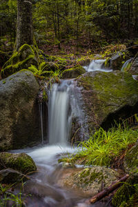 Scenic view of waterfall in forest