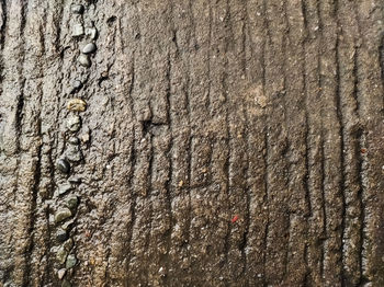 Full frame shot of tree trunk