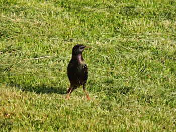 Black bird on field