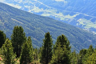 Scenic view of pine trees against sky