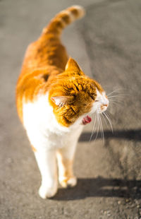 Close-up of a cat looking away