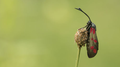 Close-up of insect