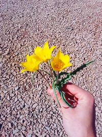 Close-up of hand holding flower