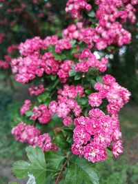 Close-up of pink flowers