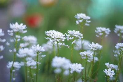 Close-up of white flowering plants on field