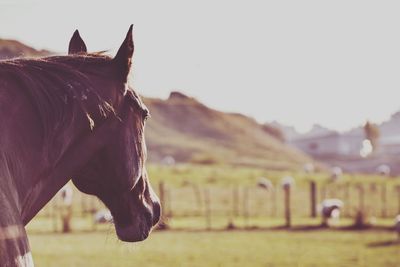 Horse standing on field against sky