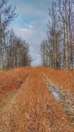 Bare trees on field against sky