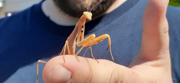 Close-up of person holding praying mantis 