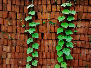 Full frame shot of ivy on brick wall