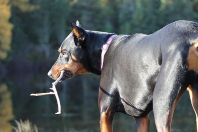 Close-up of dog standing on field