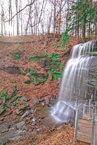 Scenic view of waterfall in forest