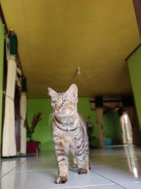 Cute cat standing upright